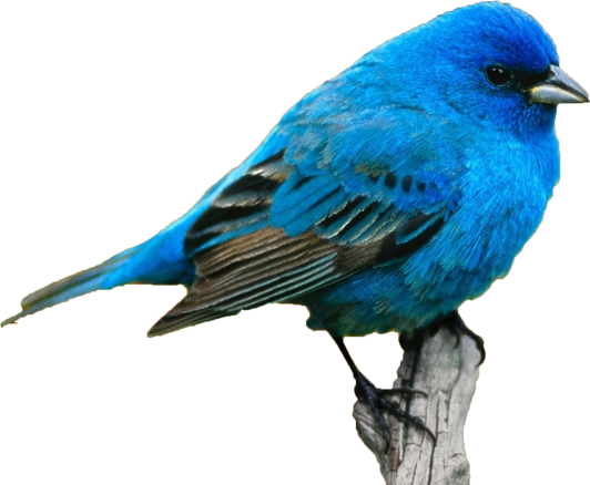 Blue Bird Png